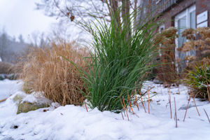 Bild von Miscanthus
