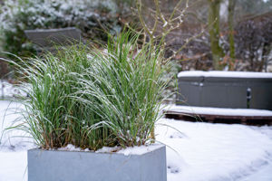 Bild von Miscanthus