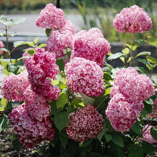 Obraz Hydrangea