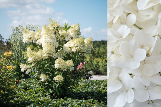 Obraz Hydrangea