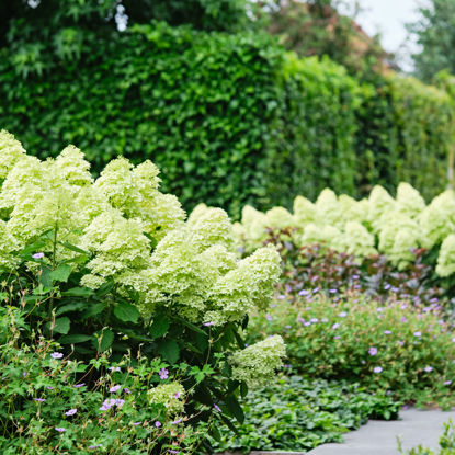 Obraz Hydrangea
