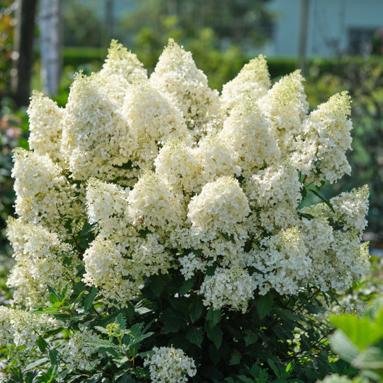 Obraz Hydrangea