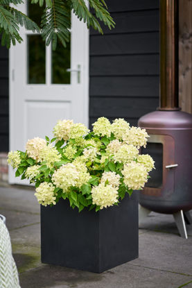 Obraz Hydrangea