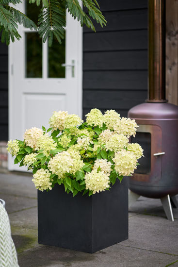 Obraz Hydrangea